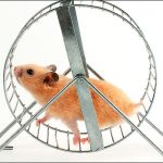 Time to get off the hamster spinning wheel!